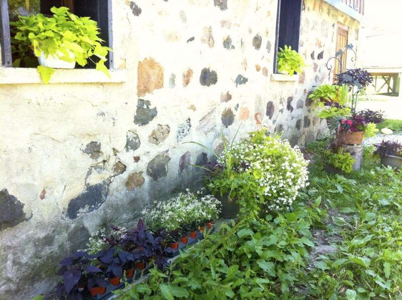 Wedding plants