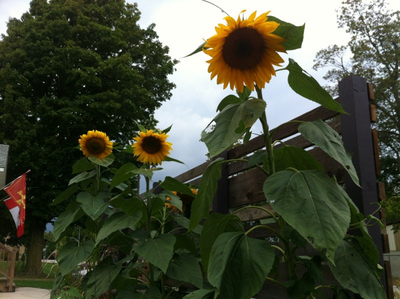 Sunflowers