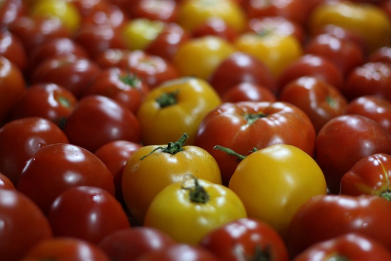 Lots of Tomatoes